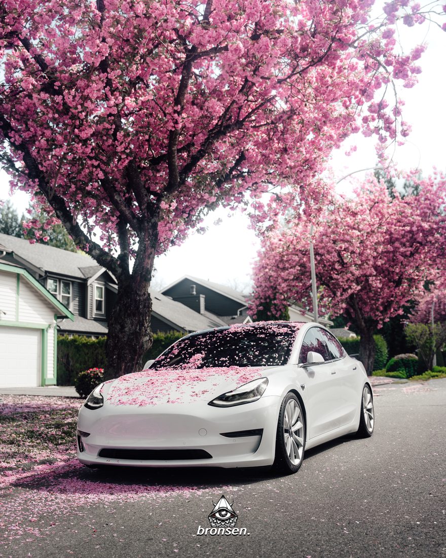 A white Tesla Model 3 beneath cherry blossoms in full bloom
